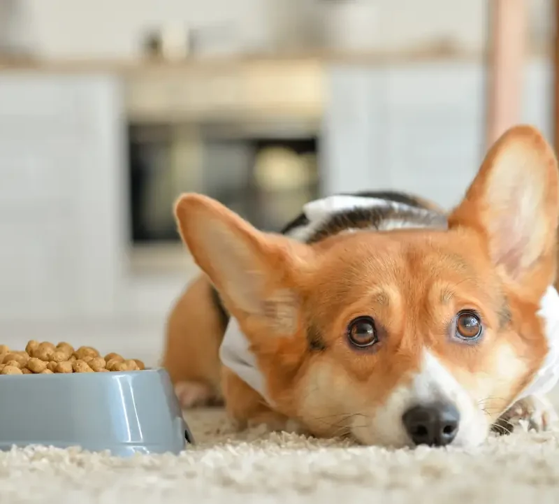 fotografía de perro que no quiere comer pienso