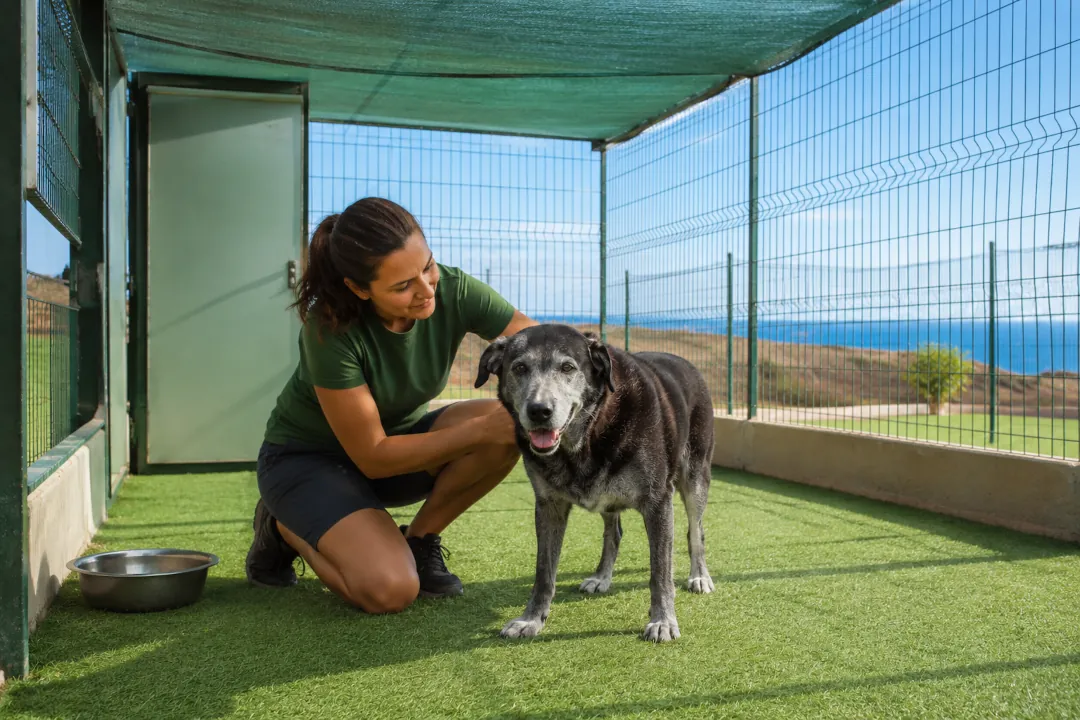 una imagen que muestra una persona atendiendo a un perro senior en el hotel canino koala pets home