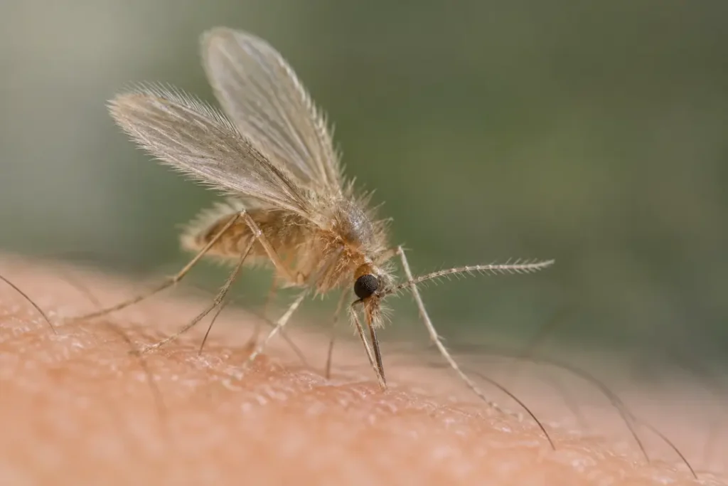 Imagen de un mosquito flebótomo transmisor leishmaniosis