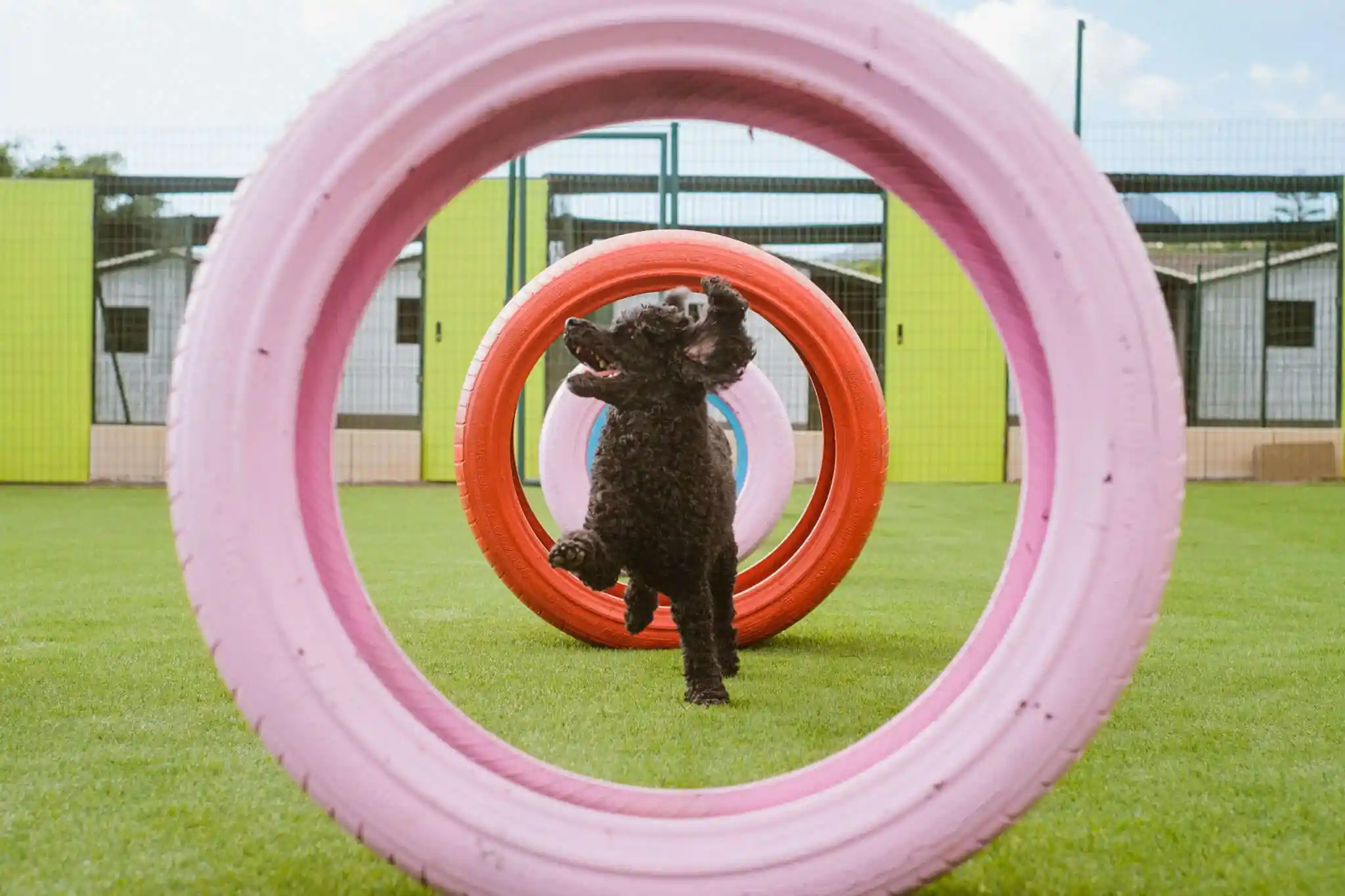 Fun Park de Koala Pets Home