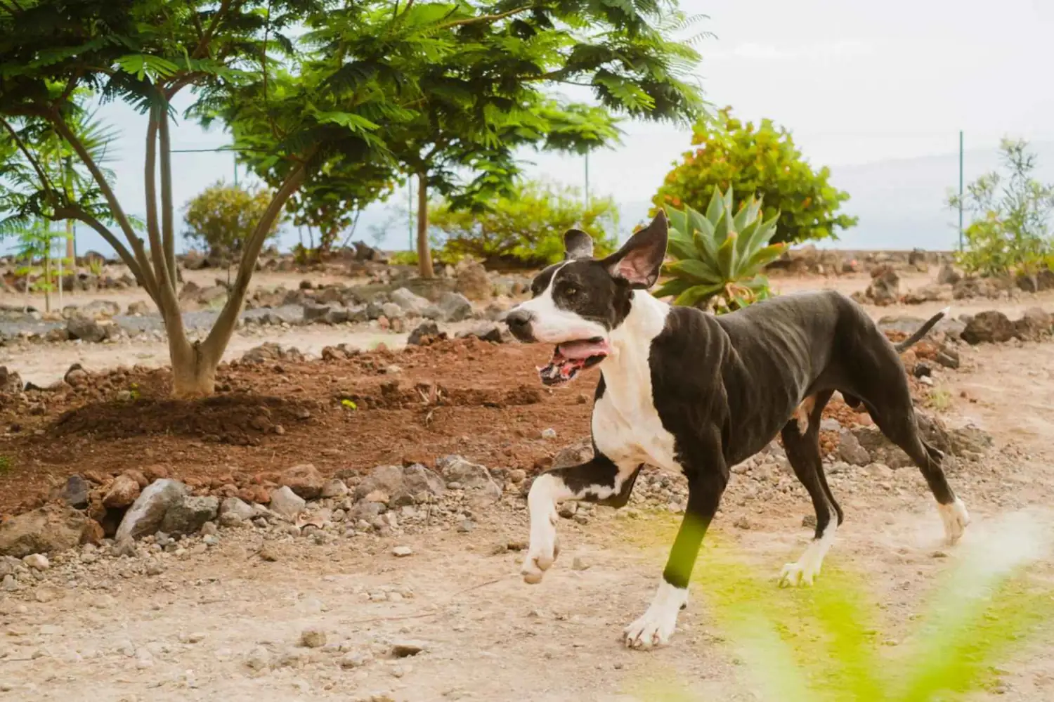 Jardín del Oeste de Koala Pets Home