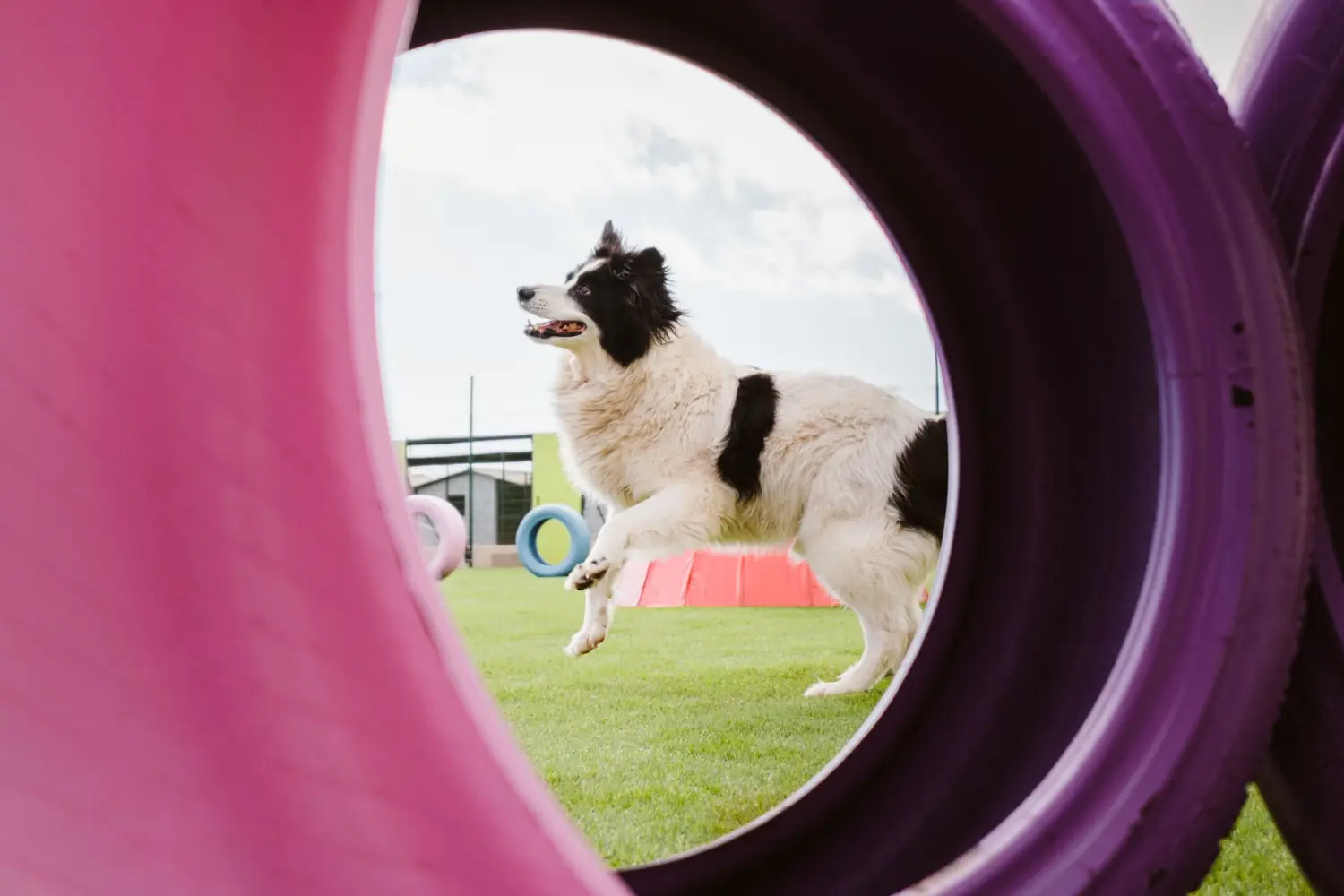 Perro jugando en las instalaciones de Koala Pets Home