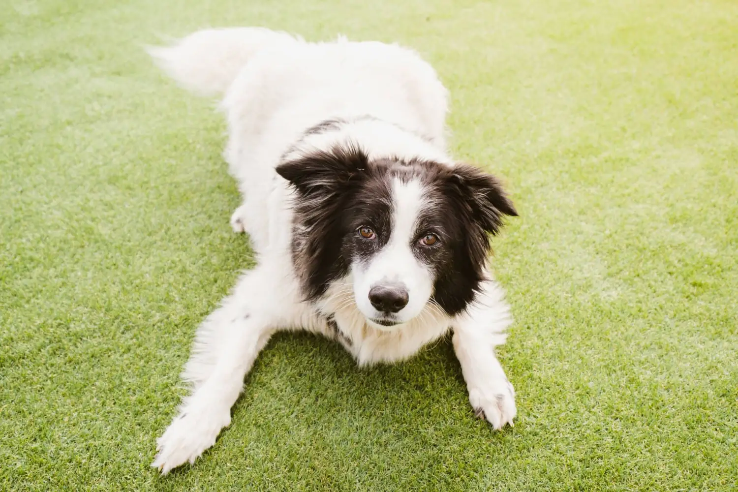 Perro en Koala Pets Home