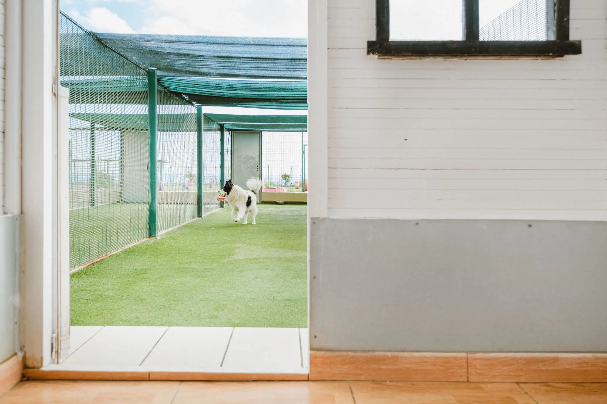 Perro en el jardín privado de su alojamiento en Koala Pets Home