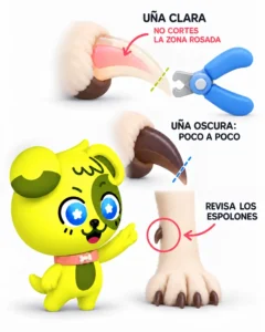 ilustración de por donde debes cortar las uñas del perro